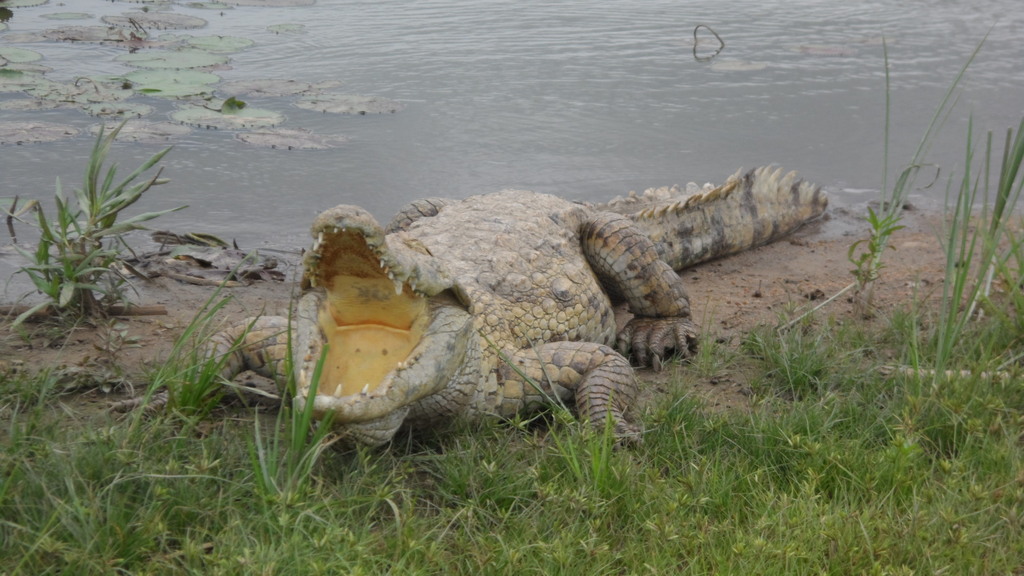 Paga Crocs, Crocodile ponds at paga, Upper eact. Dinner Time