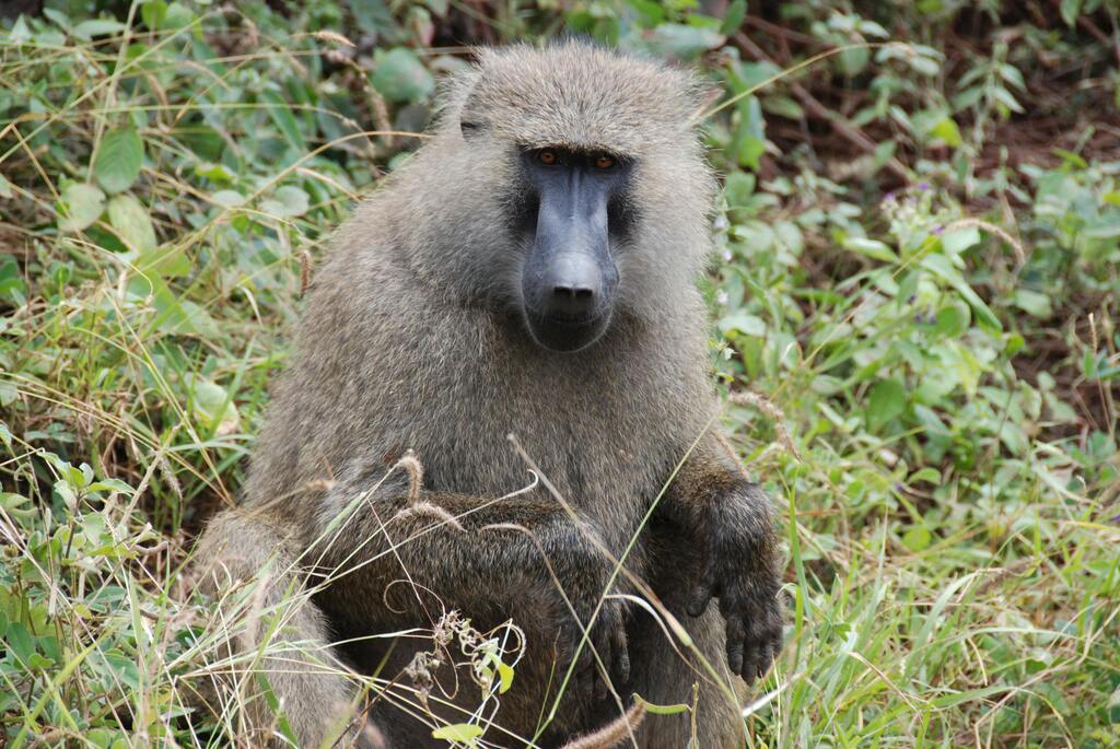 Baboon sitting in a bush at Shai Hills Resource Reserve, Ghana