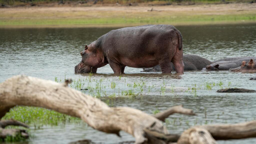 Hippos at the river, at Wechiau Hippo Sanctuary